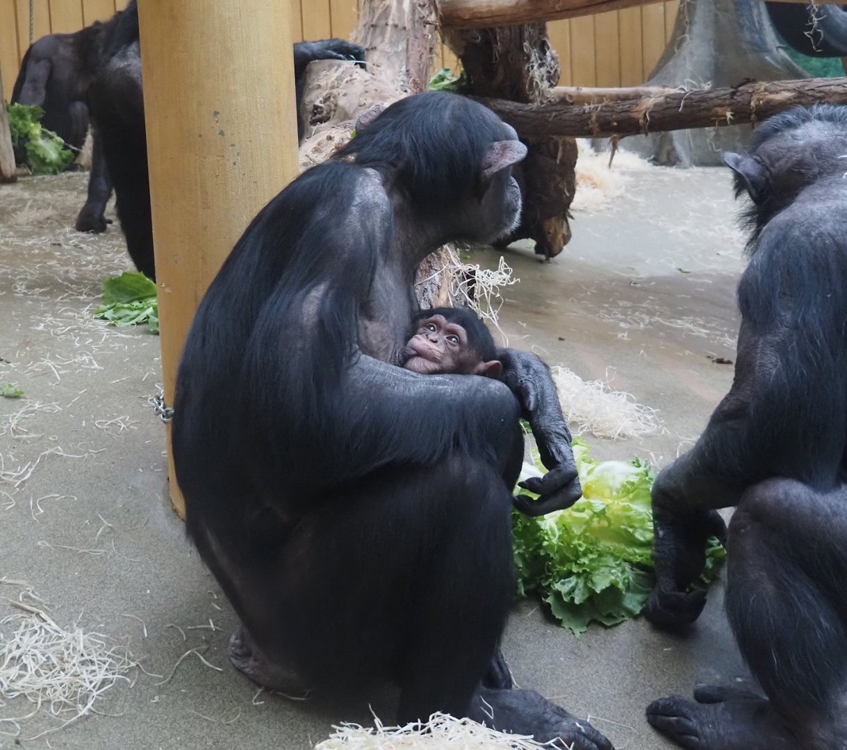 Chimpanzee (Pan troglodytes) Marit with baby Zabari, 2025-01-04