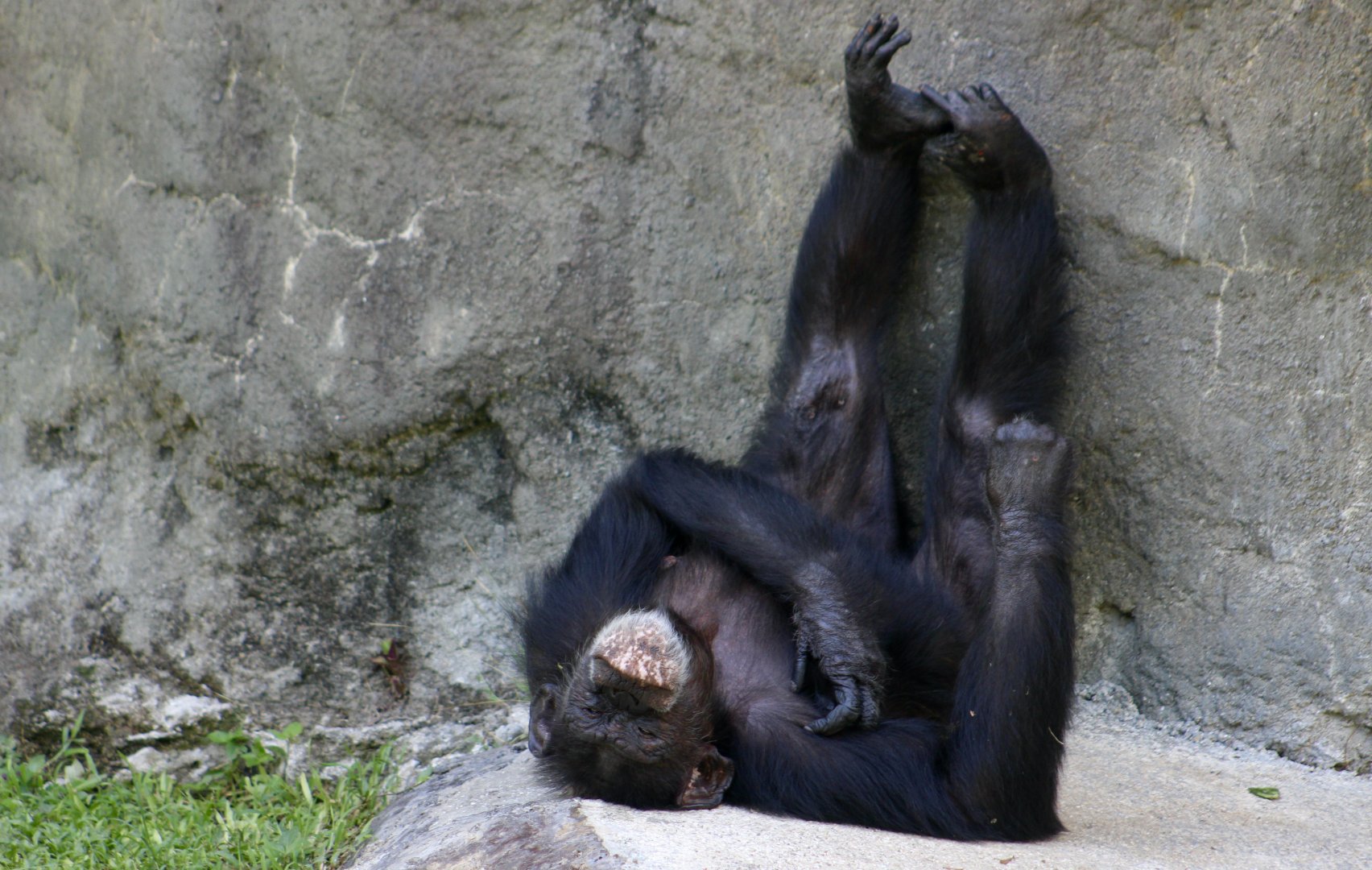 Chimpanzee (Pan troglodytes) relaxing