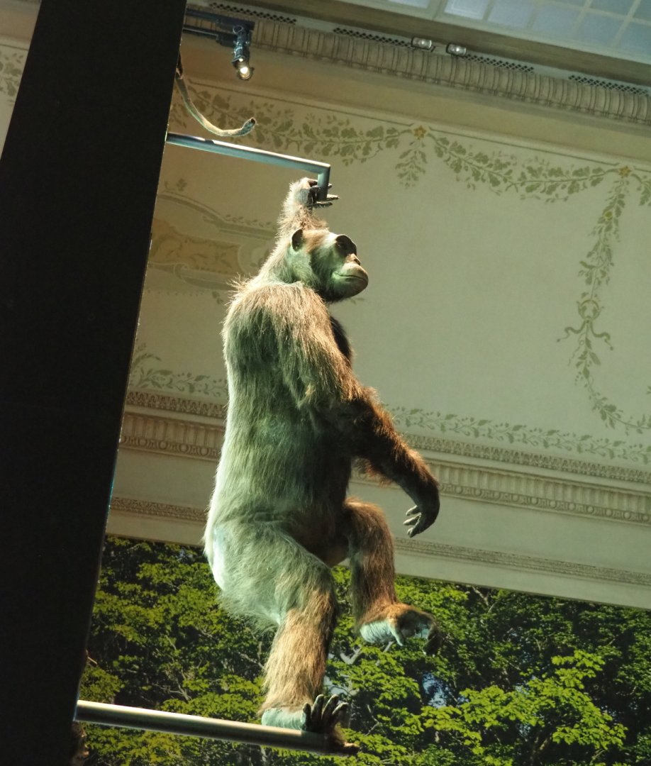 Chimpanzee (Pan troglodytes) specimen, 2021-10-20