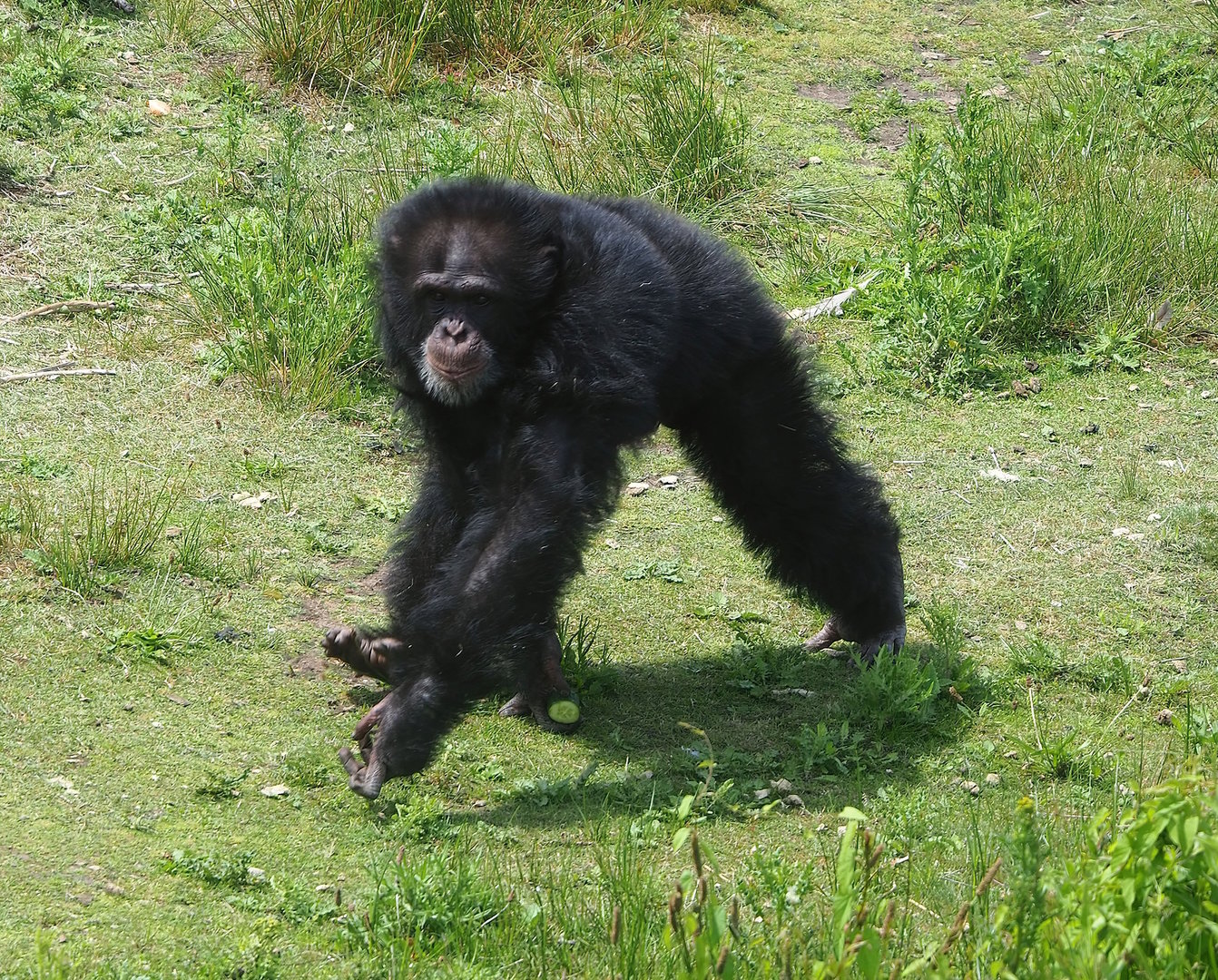 Chimpanzee (Pan troglodytes verus), 2022-06-12