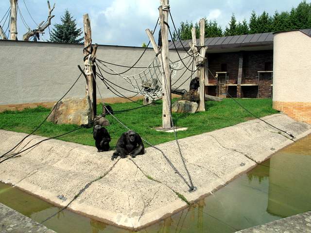 Chimpanzee [Pan troglodytes]