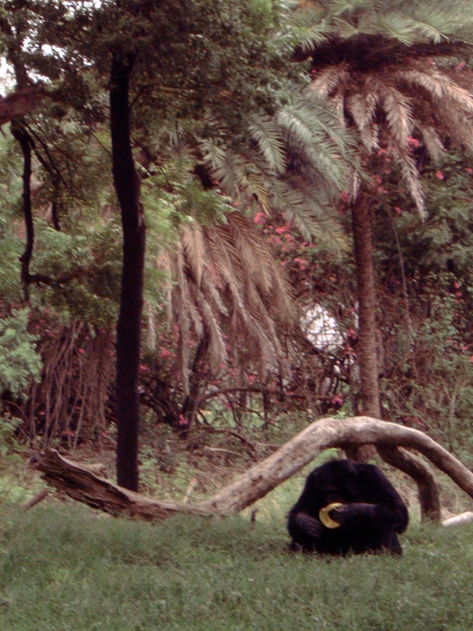 Chimpanzee (Pan troglodytes)