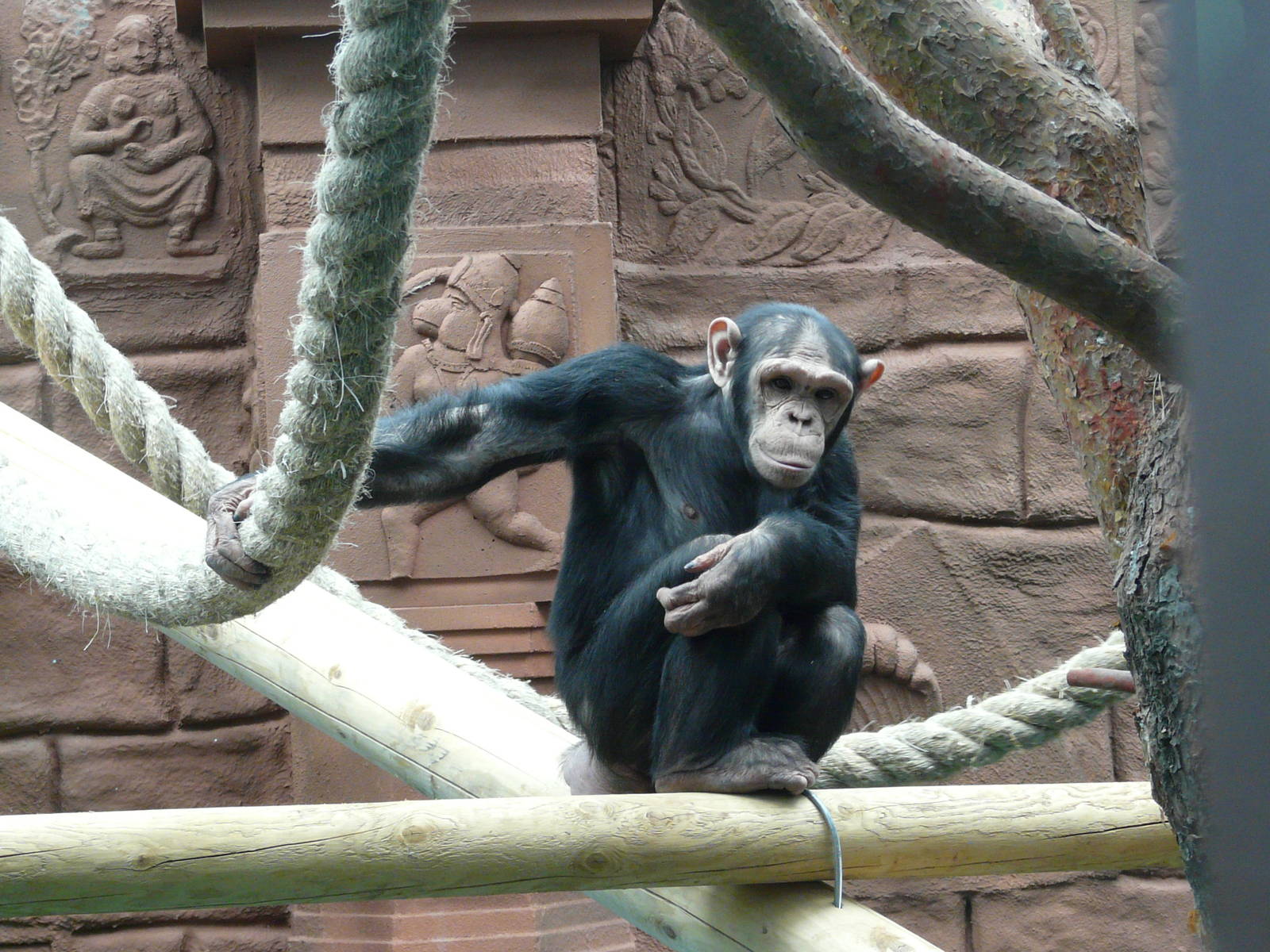 Chimpanzee/ Pan troglodytes