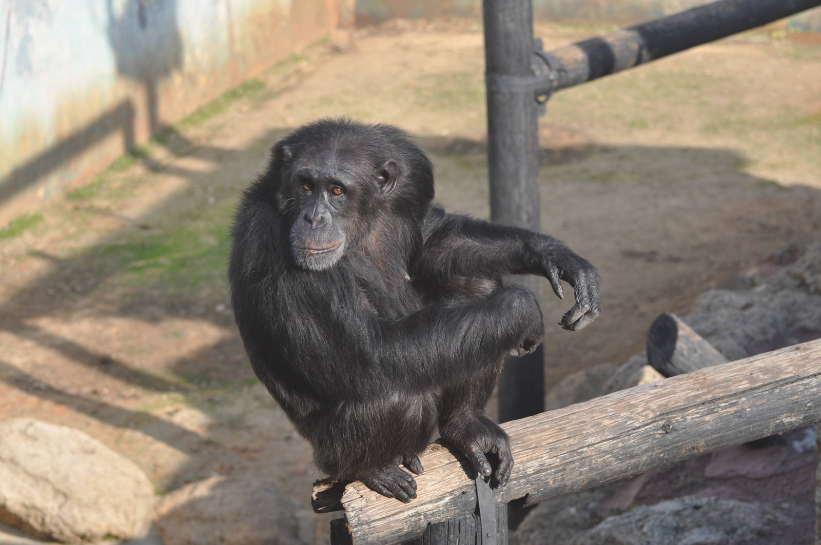 Chimpanzee/ Pan troglodytes
