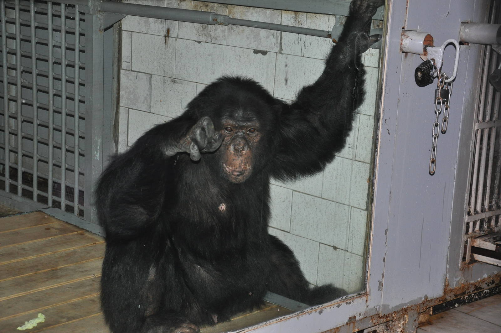 Chimpanzee/ Pan troglodytes