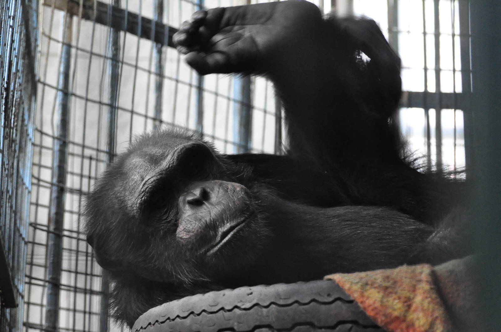 Chimpanzee/ Pan troglodytes