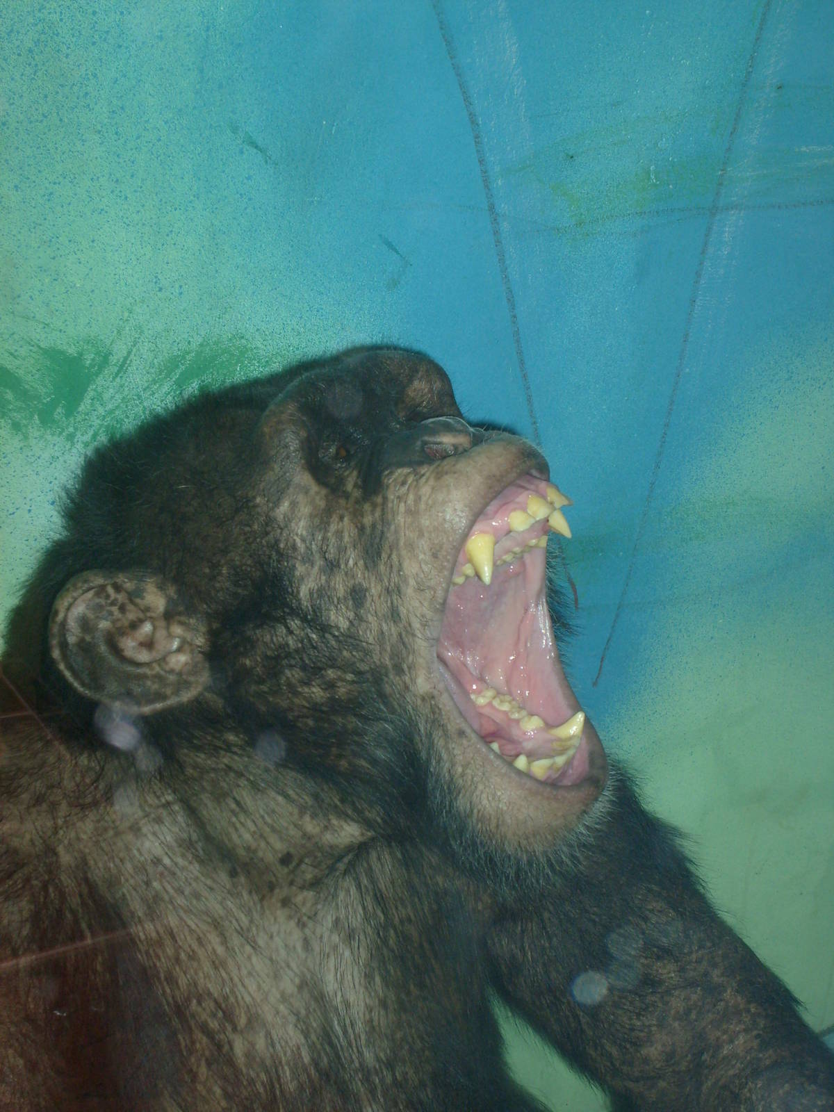 Chimpanzee/Pan troglodytes