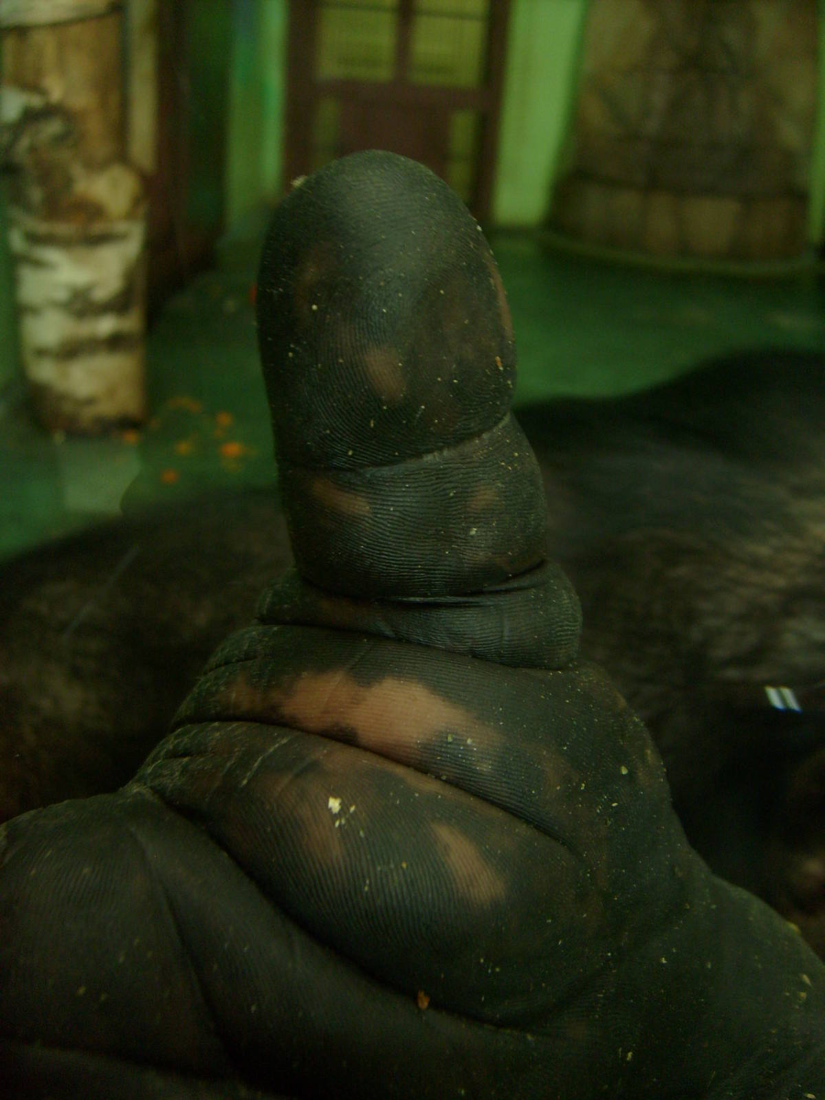 Chimpanzee/Pan troglodytes