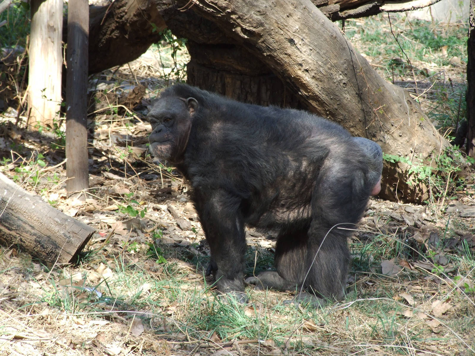 Chimpanzee (Pan troglodytes)