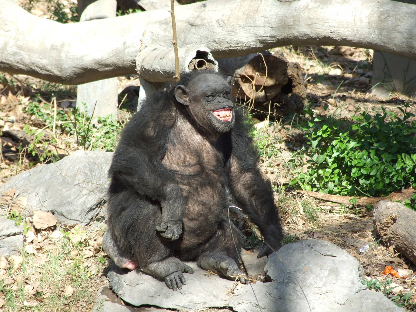 Chimpanzee (Pan troglodytes)