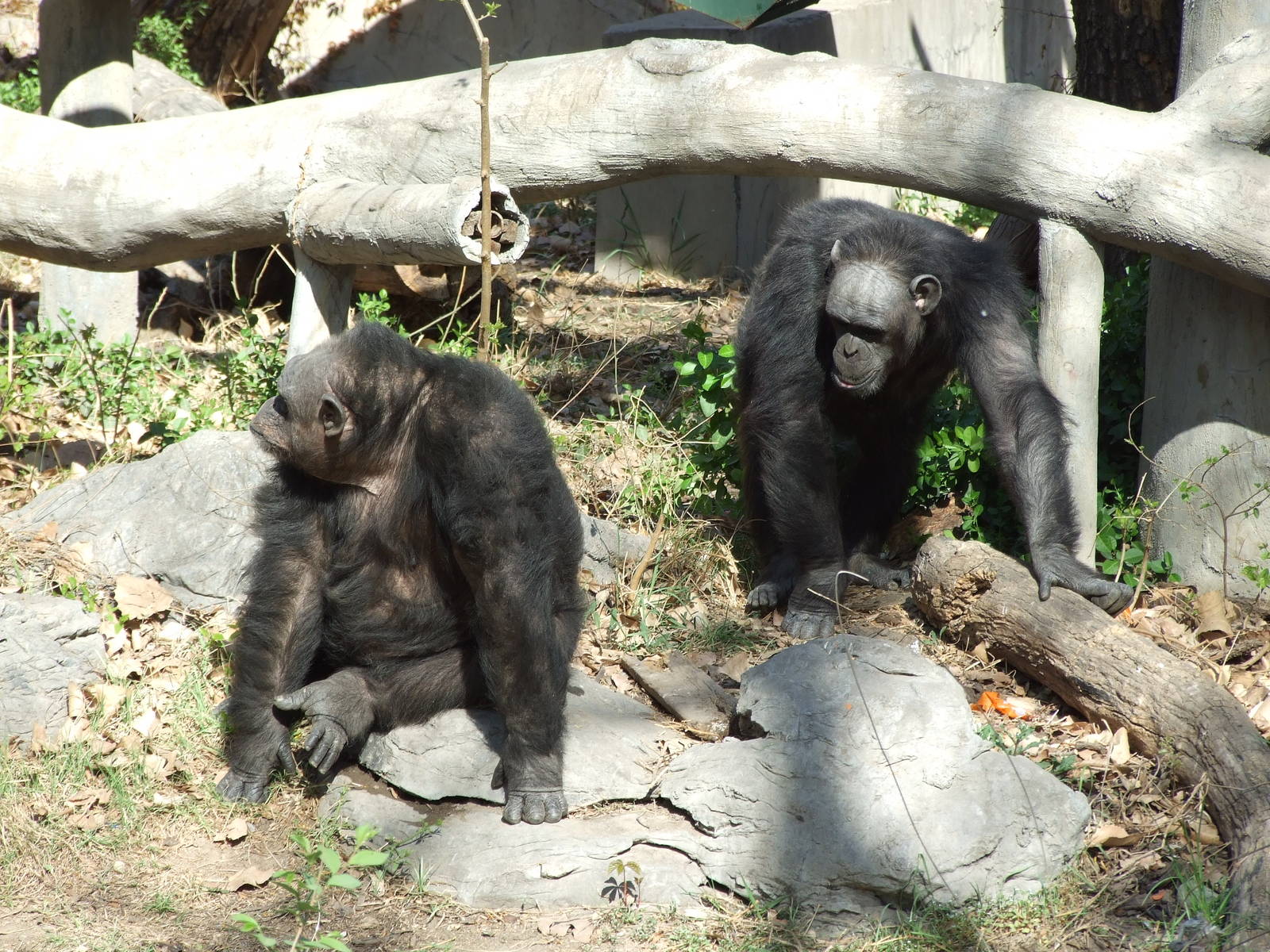 Chimpanzee (Pan troglodytes)