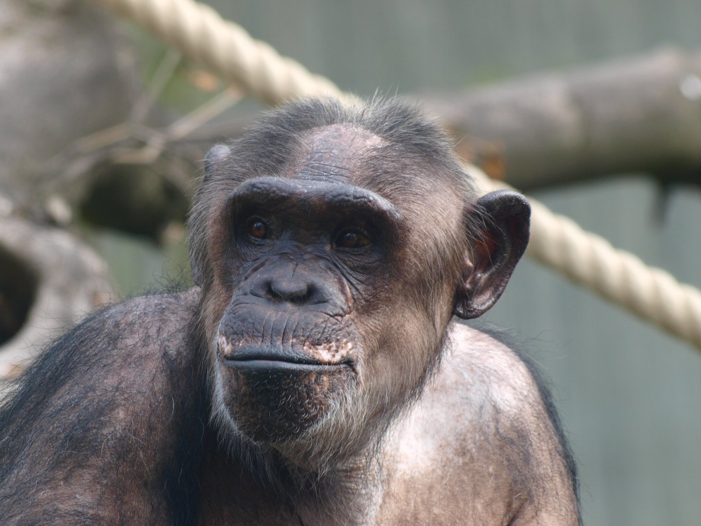 Chimpanzee (Pan troglodytes)