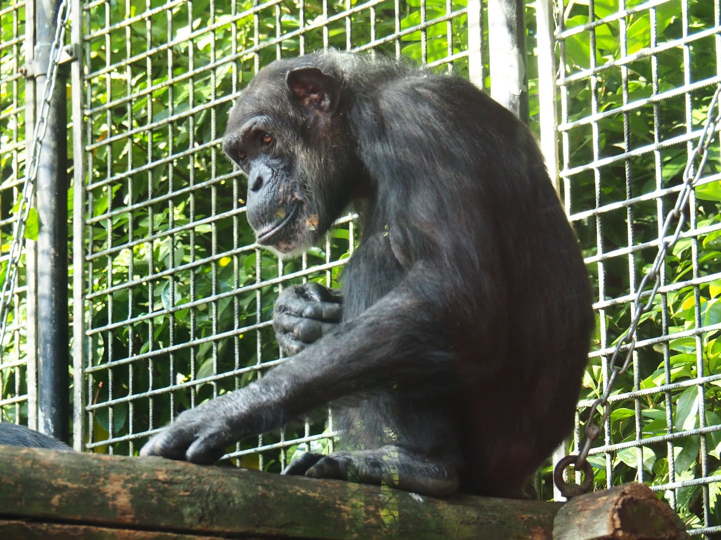 Chimpanzee (Pan troglodytes)