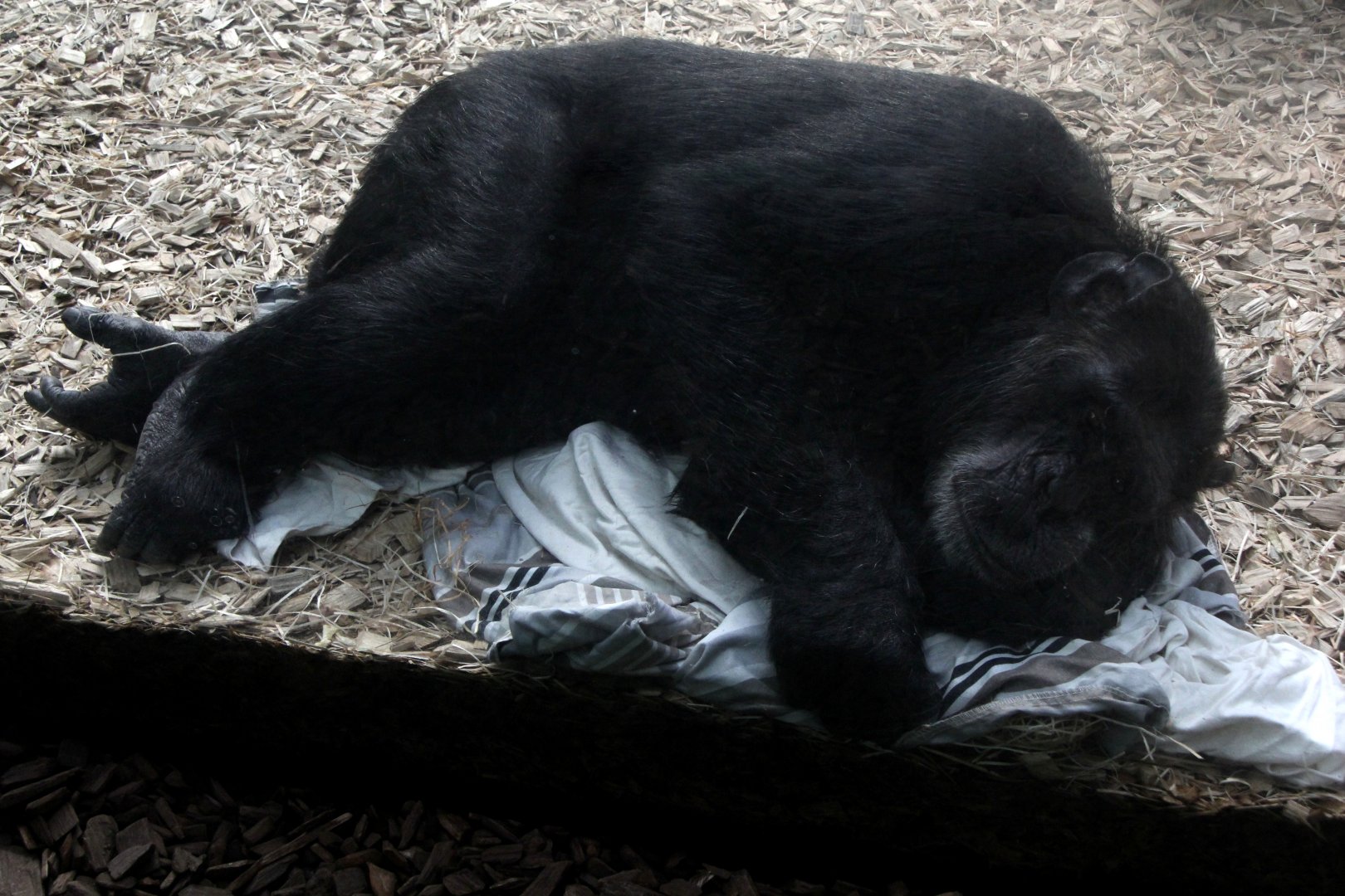 chimpanzee (Pan troglodytes)