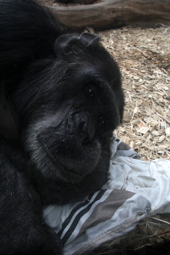 chimpanzee (Pan troglodytes)