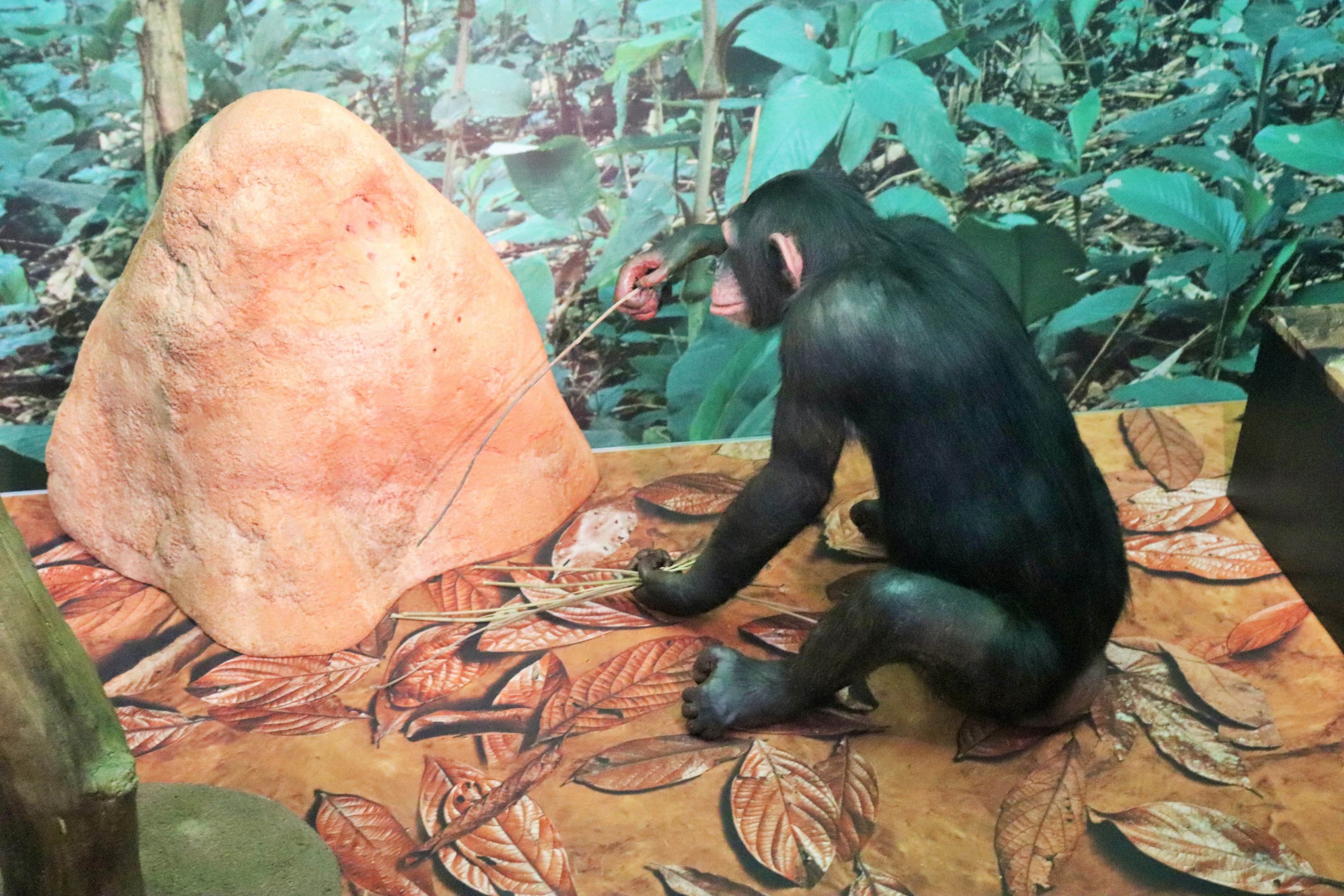 Chimpanzee (Pan troglodytes)