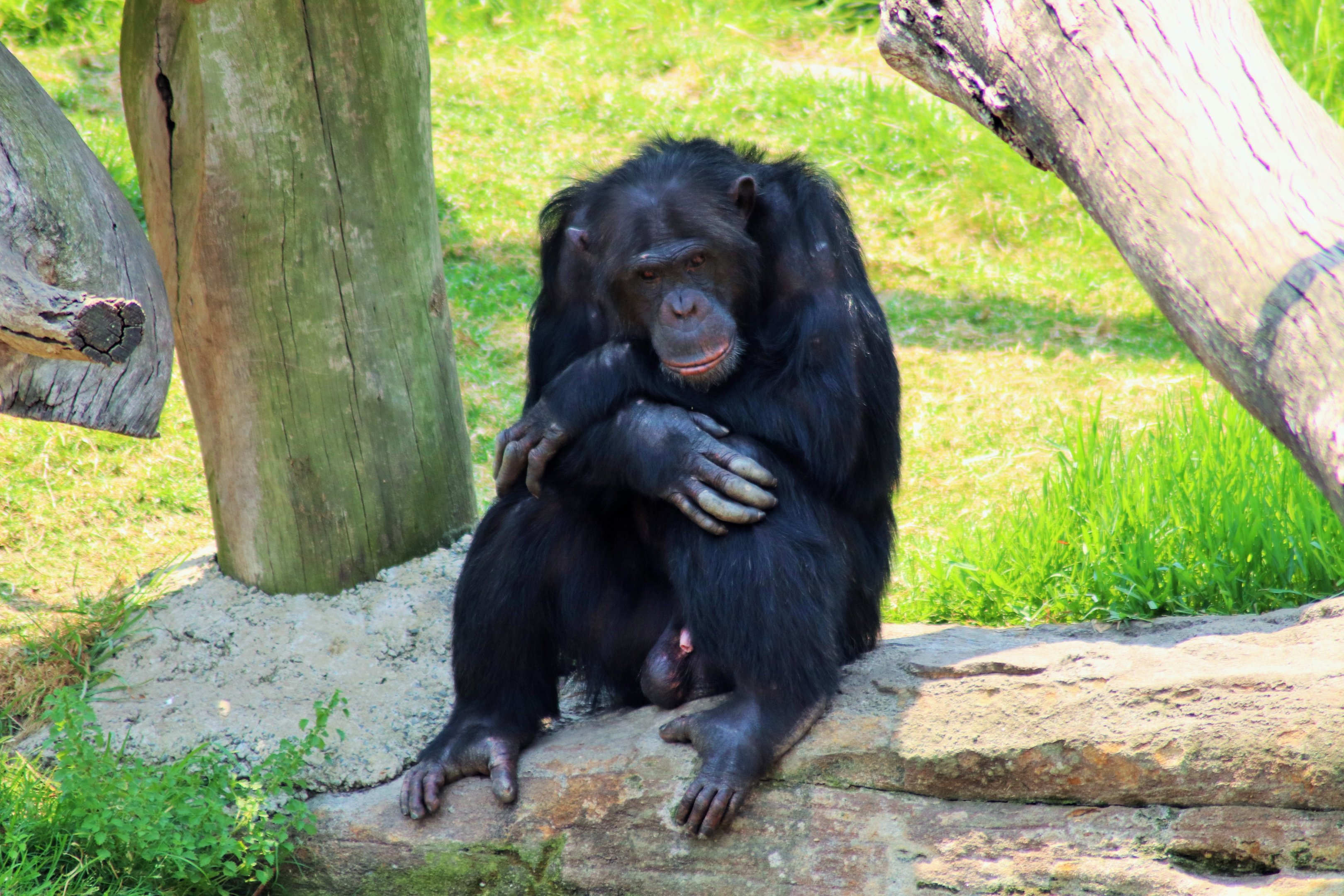 Chimpanzee (Pan troglodytes)