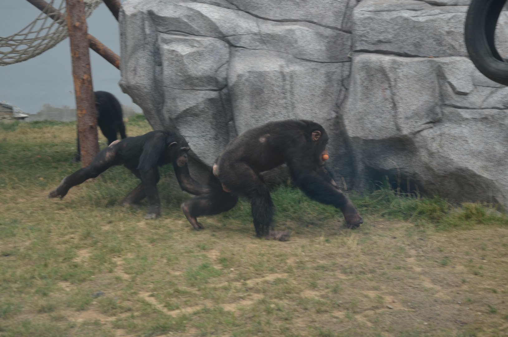 chimpanzee,Pan troglodytes