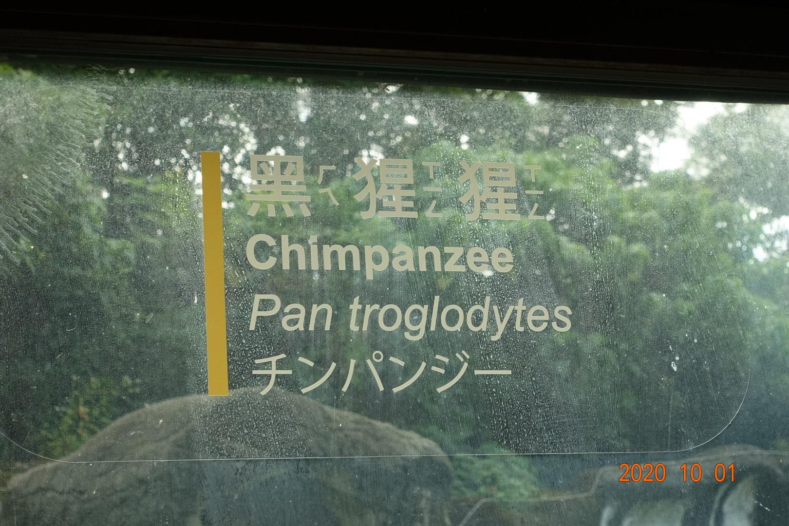 Chimpanzee (Pan troglodytes)