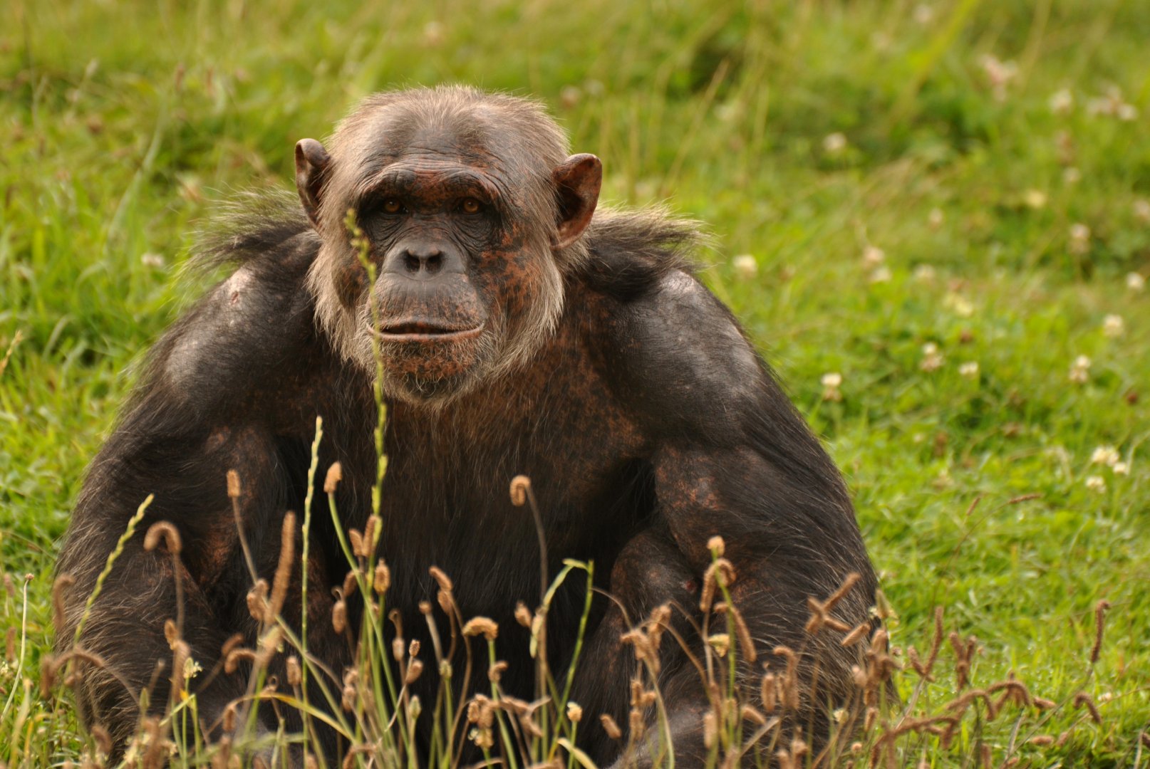 Chimpanzee (Pan troglodytes)