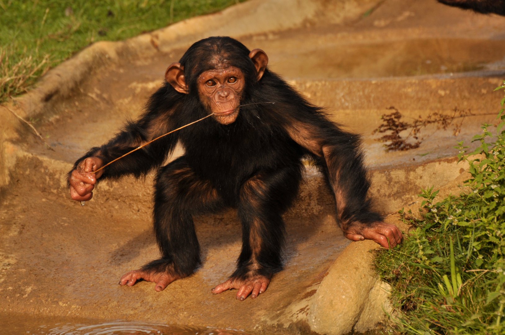 Chimpanzee (Pan troglodytes)