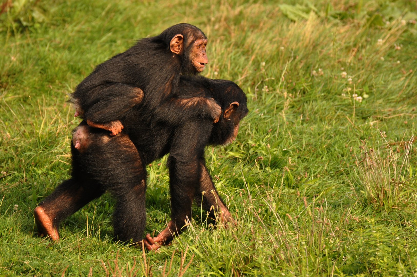 Chimpanzee (Pan troglodytes)