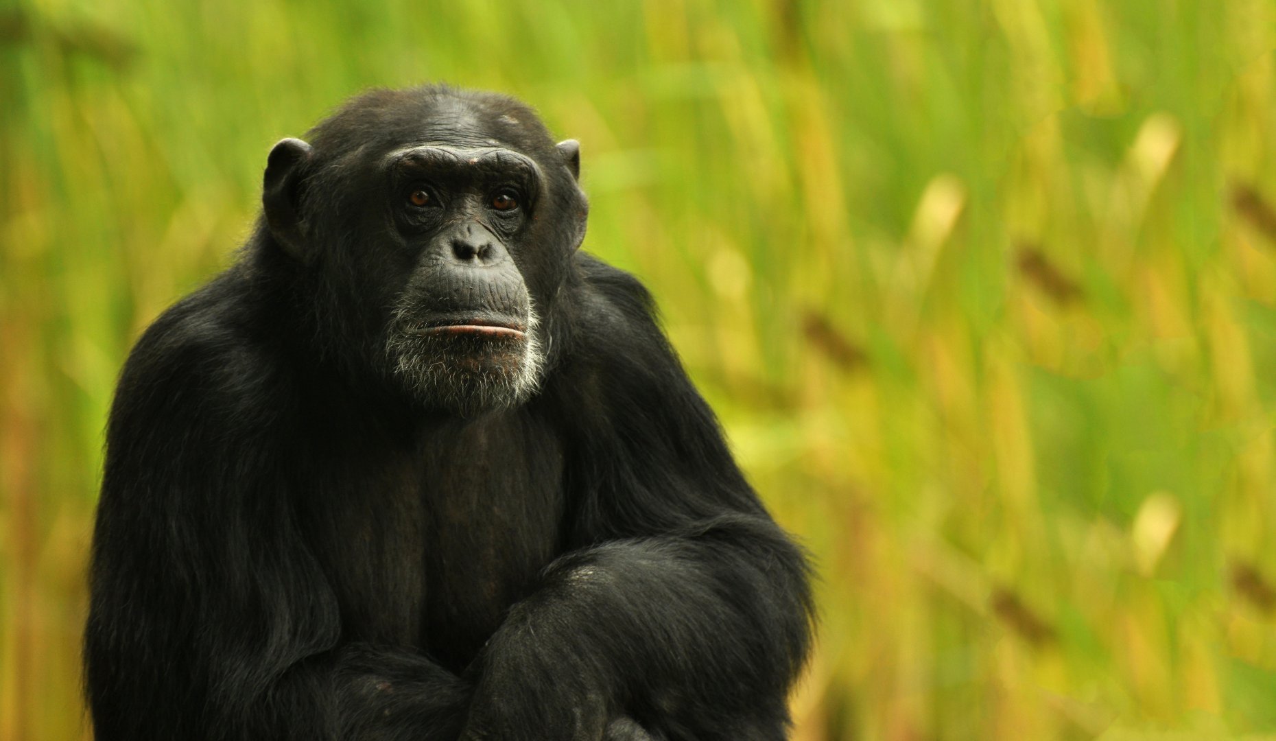 Chimpanzee (Pan troglodytes)