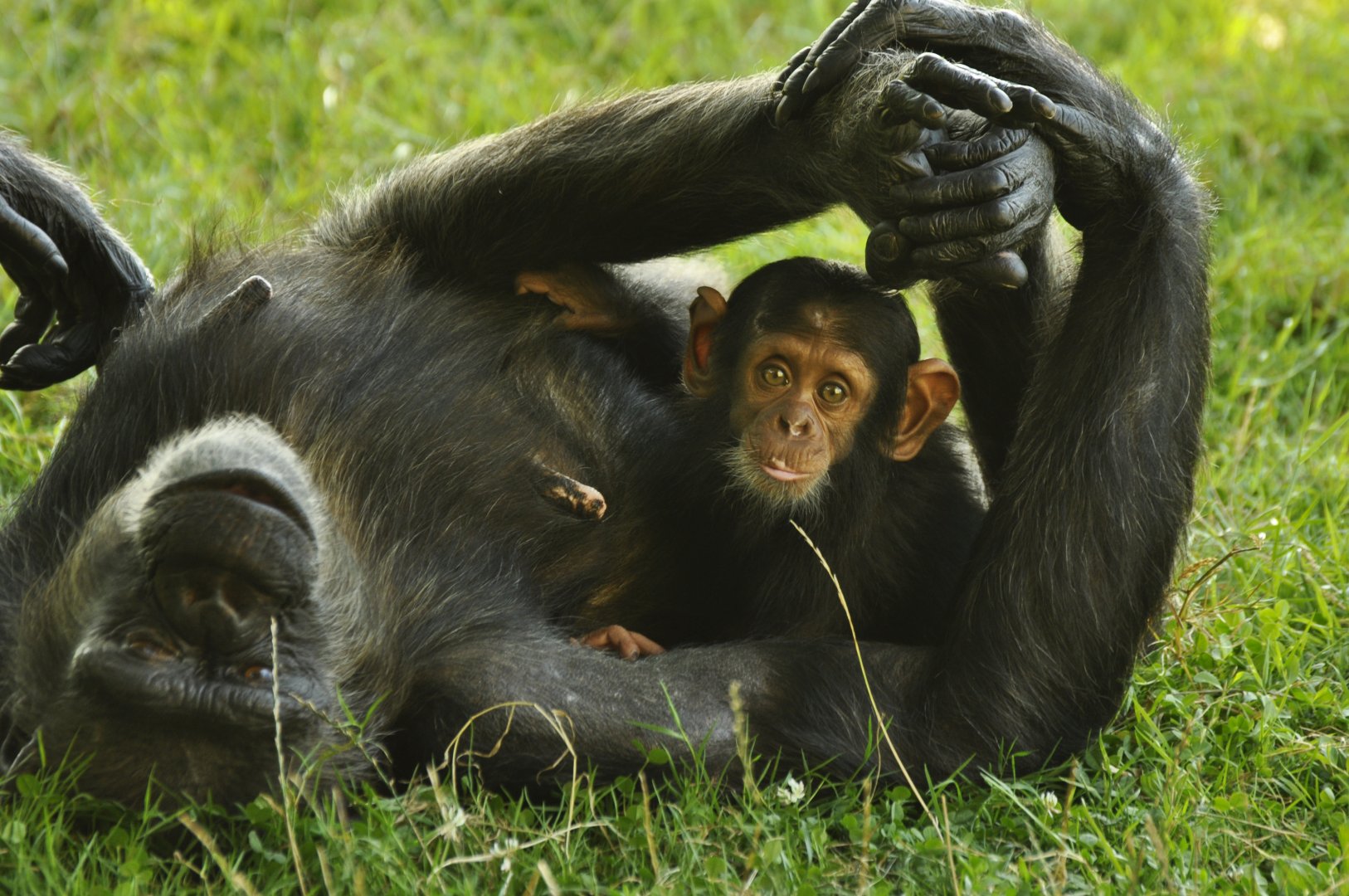 Chimpanzee (Pan troglodytes)