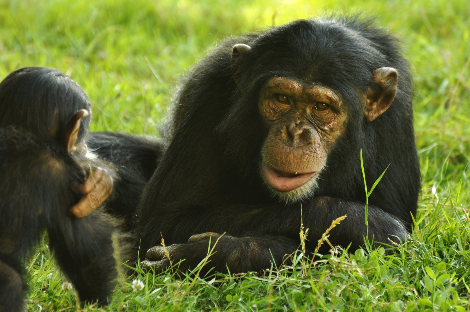 Chimpanzee (Pan troglodytes)