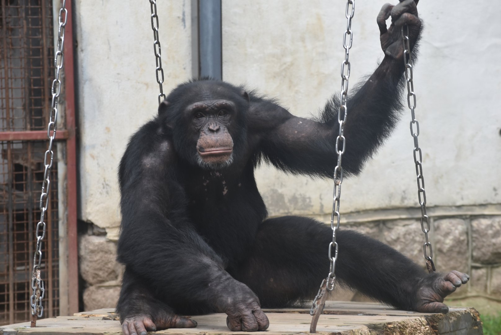 chimpanzee (Pan troglodytes)