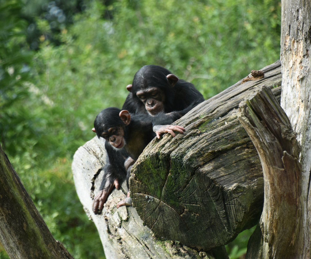 Chimpanzee, Pan troglodytes