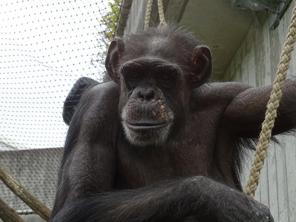 Chimpanzee (Pan troglodytes)