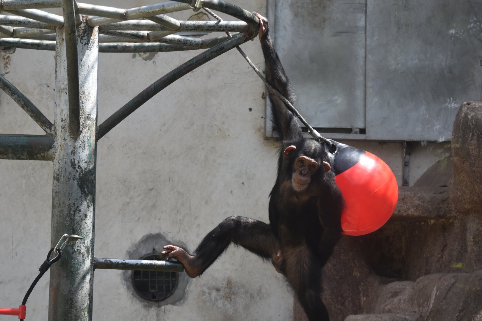 Chimpanzee (Pan troglodytes)