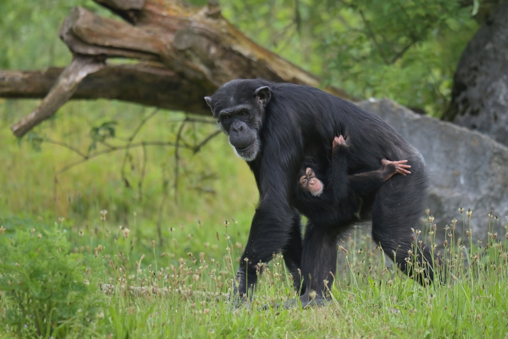 Chimpanzee (Pan troglodytes)