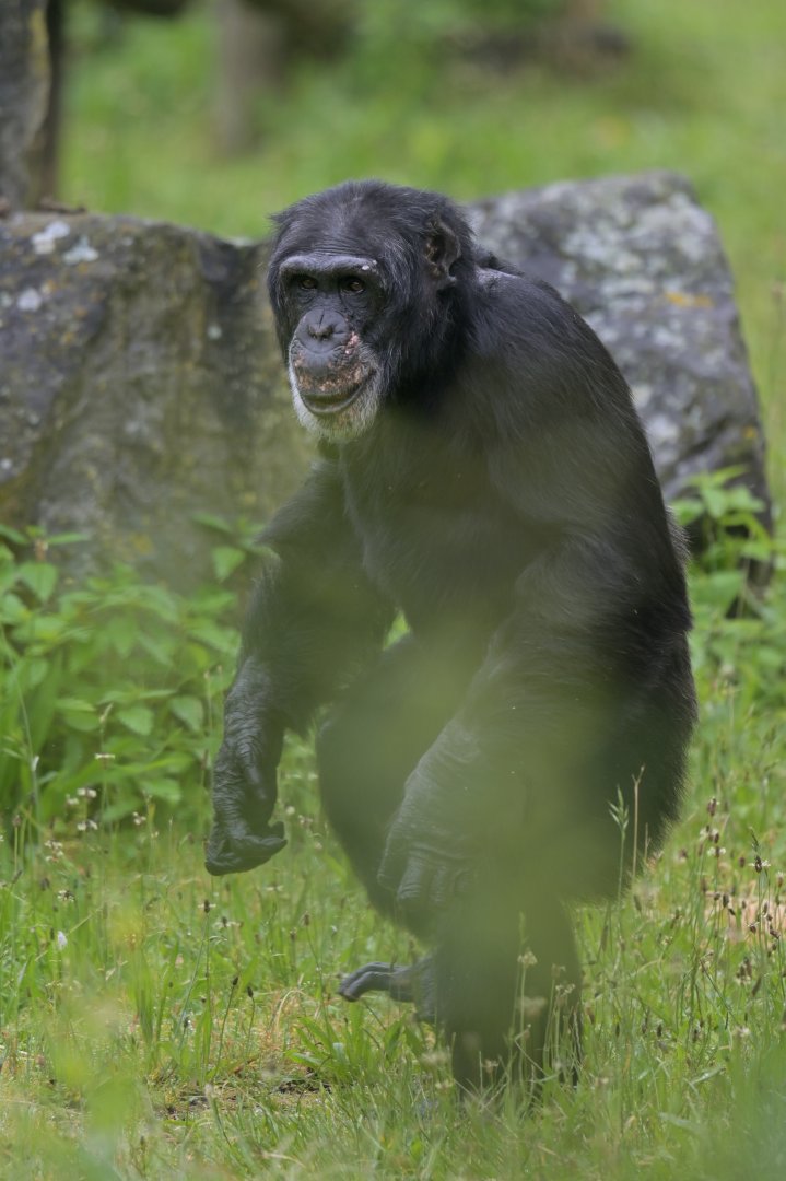 Chimpanzee (Pan troglodytes)