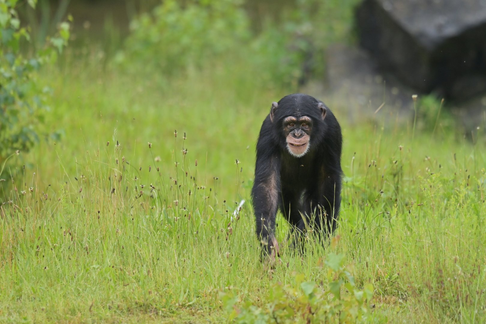 Chimpanzee (Pan troglodytes)