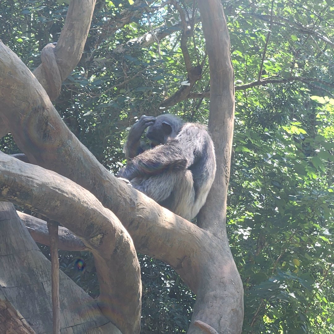 Chimpanzee (Pan troglodytes)