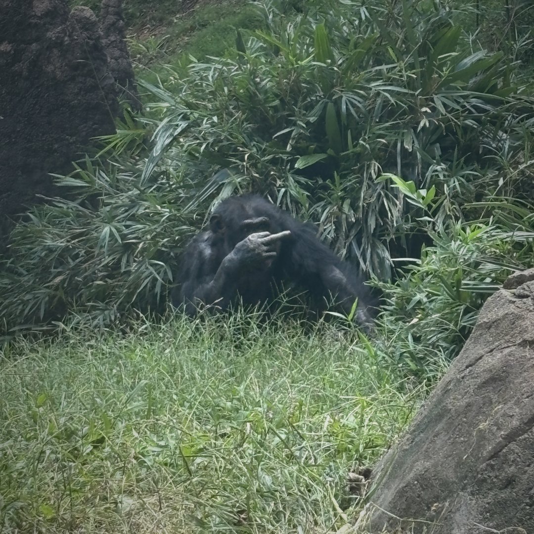 Chimpanzee (Pan troglodytes)