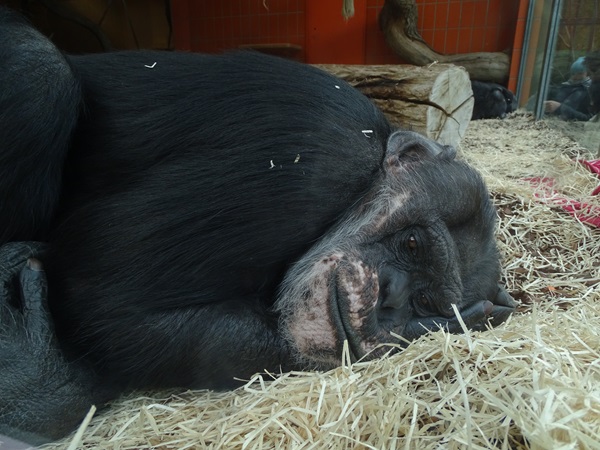 Chimpanzee (Pan troglodytes)