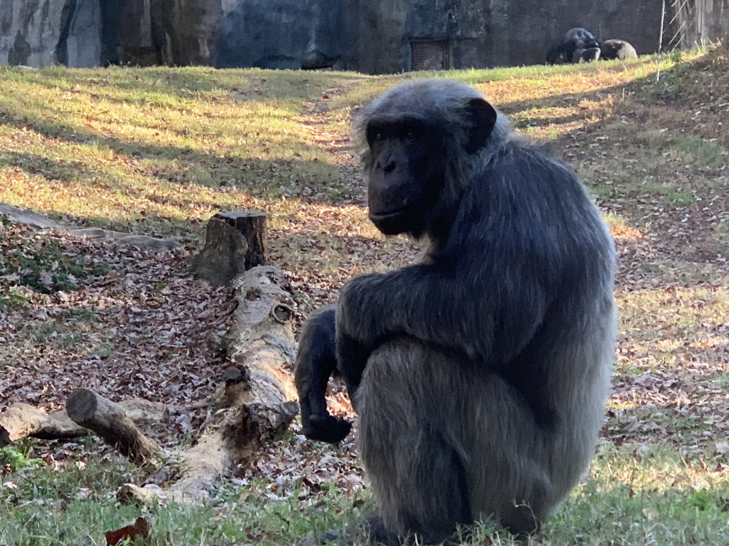 Chimpanzee (Pan troglodytes)