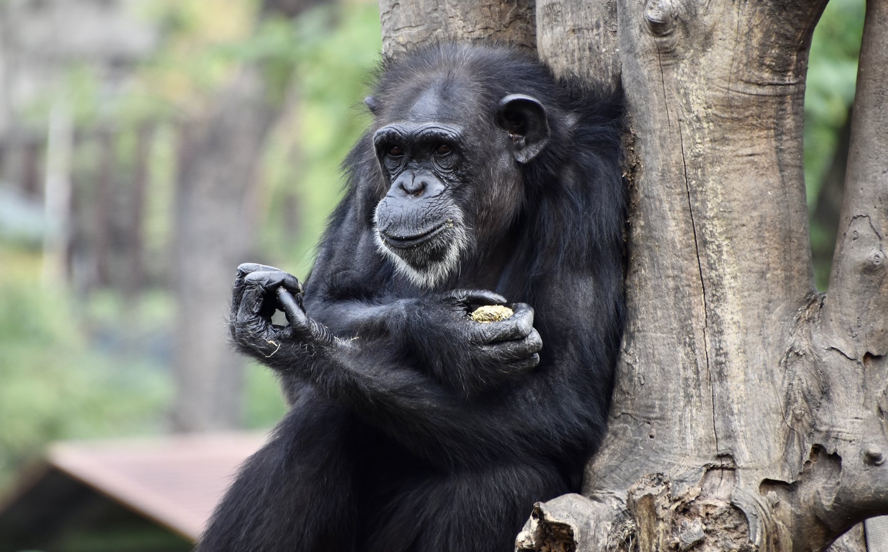 Chimpanzee (Pan troglodytes)