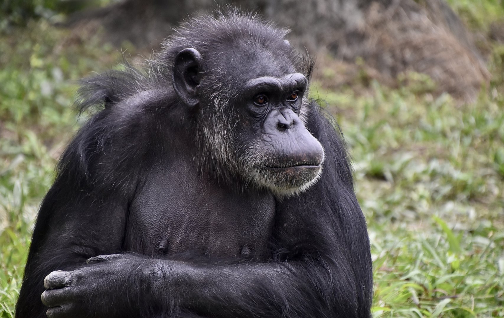 Chimpanzee (Pan troglodytes)