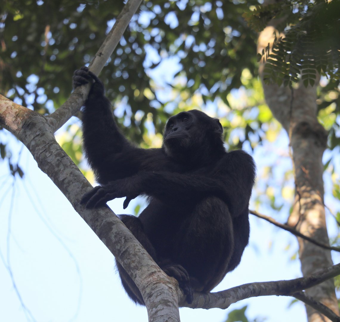 chimpanzee (Pan troglodytes)
