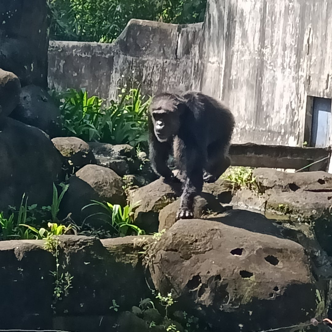 Chimpanzee (Pan troglodytes)