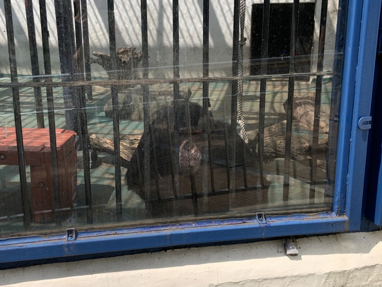 Chimpanzee (Pan troglodytes)