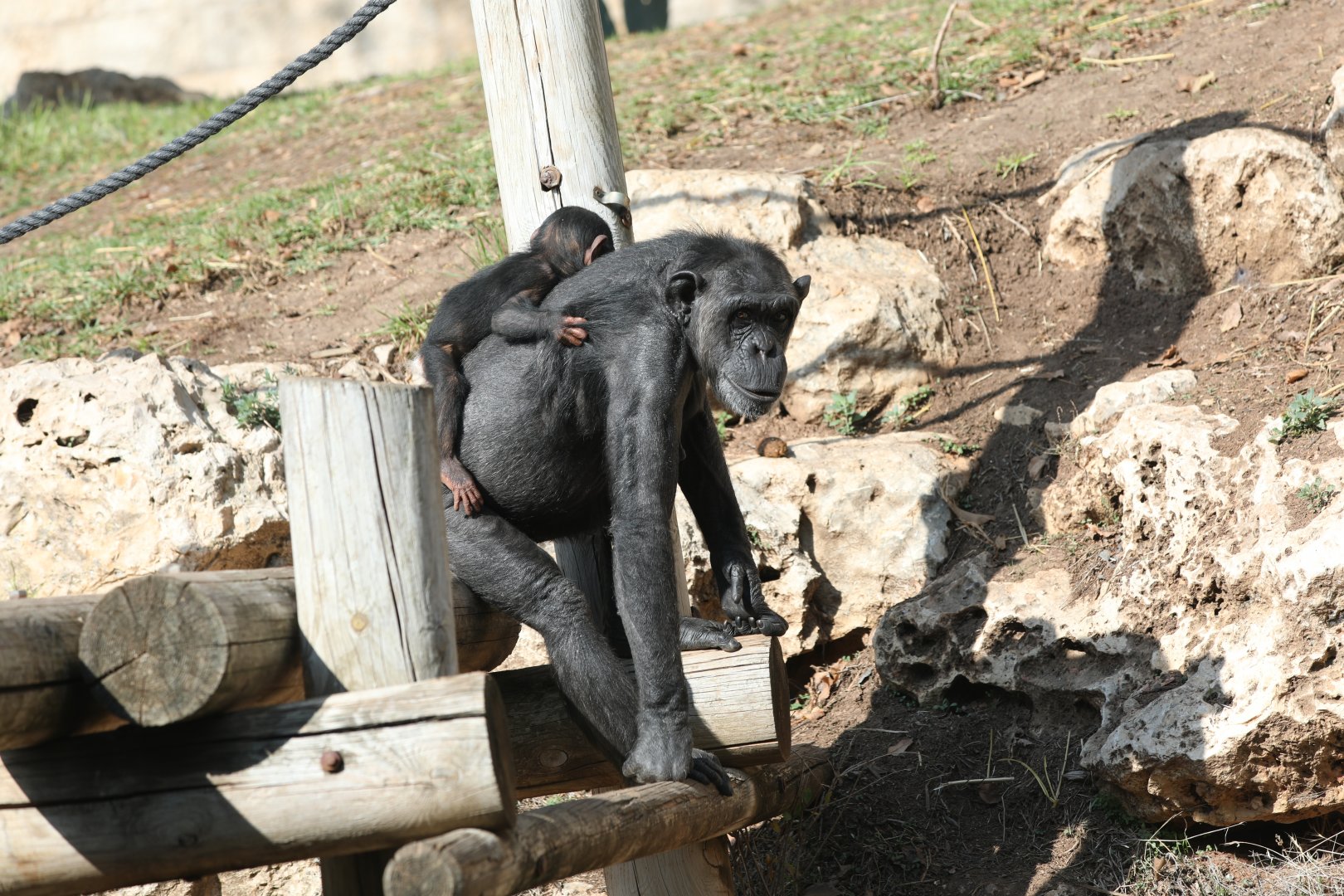 chimpanzee (Pan troglodytes)