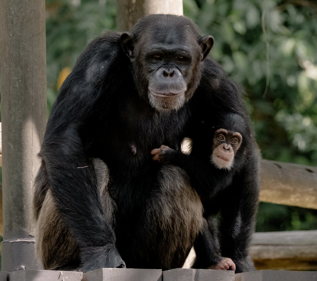 Chimpanzee (Pan troglodytes)