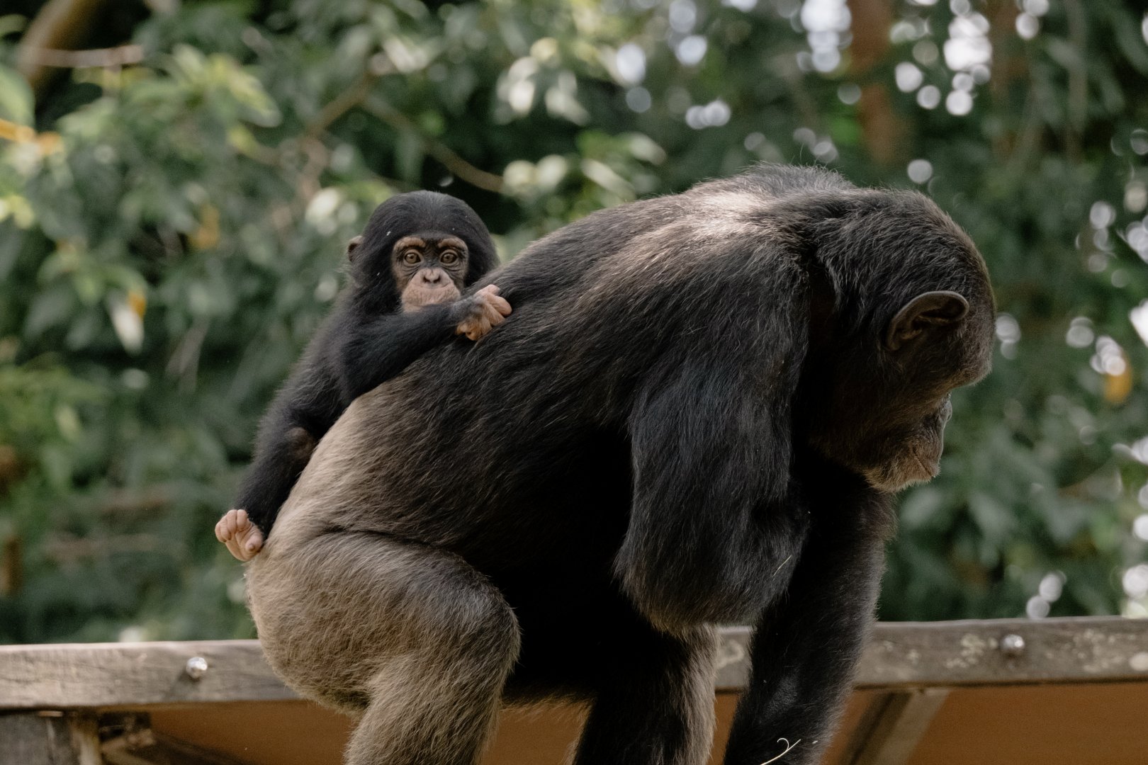 Chimpanzee (Pan troglodytes)