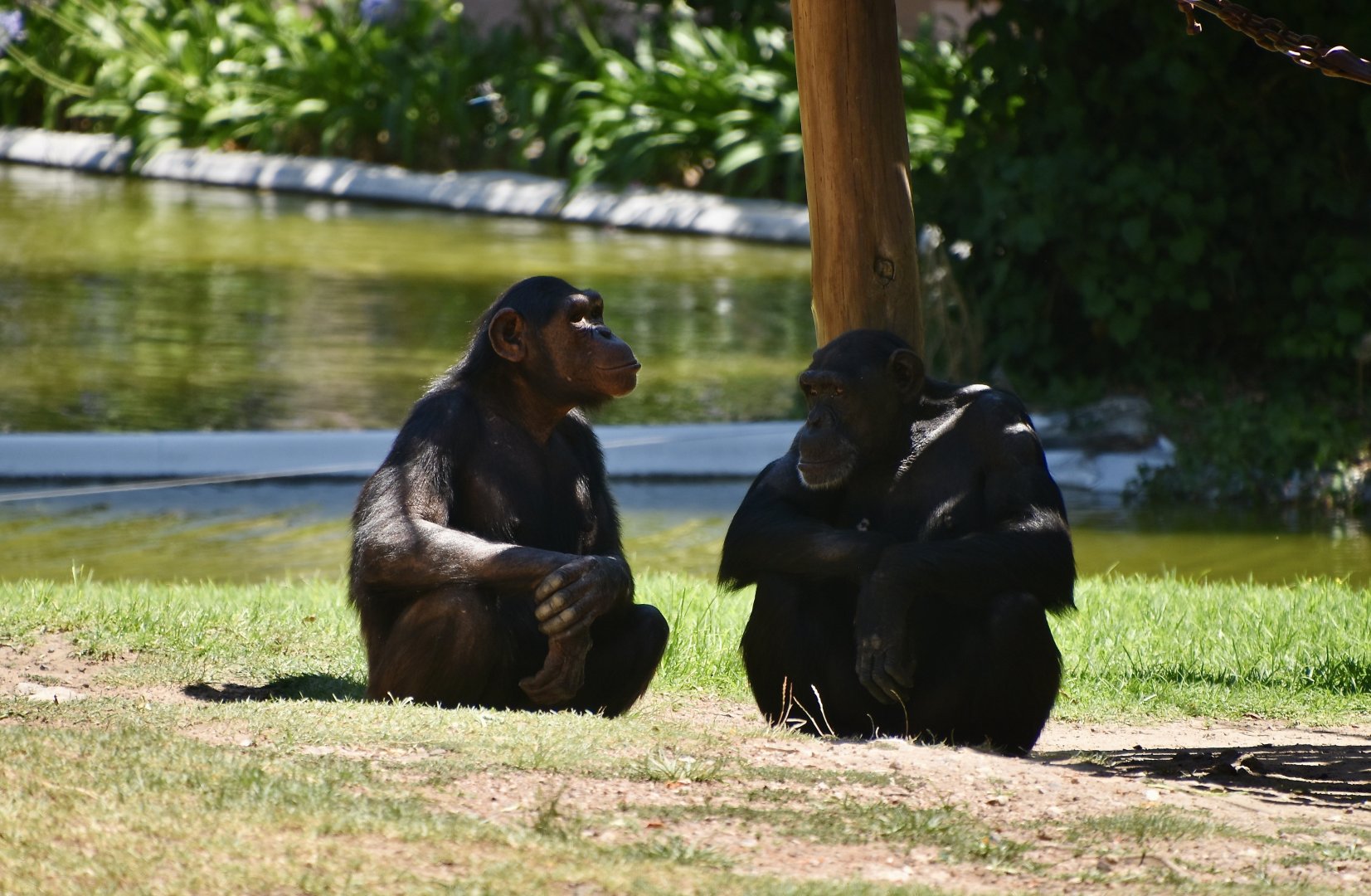 Chimpanzee (Pan troglodytes)