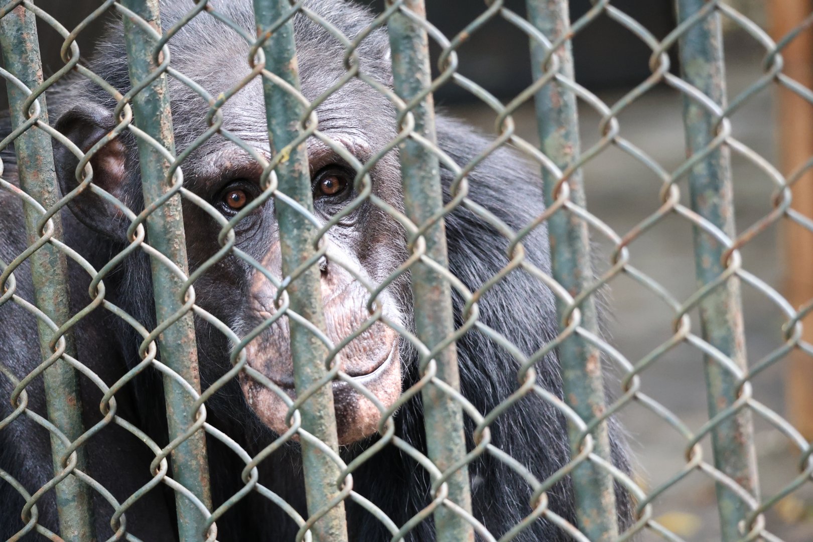 Chimpanzee (Pan troglodytes)